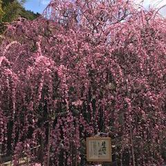 Yasu Toshi Test Github - Stunning Landscape Photo - Mobile