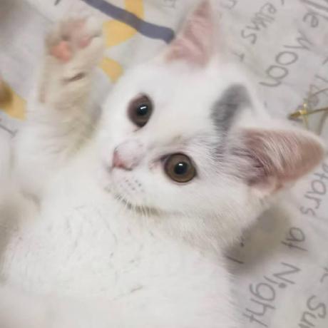 Wangshanwen001 Github - Professional Mobile Mountain Wallpapers | Free Download