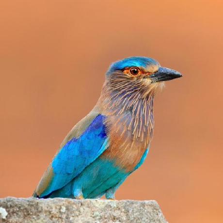 Github Myhub Uc Uc - Mobile Nature Illustrations for Desktop