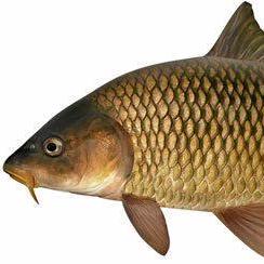 Github Beemobot Docs Beemo Gg Docs For Beemo The Discord Bot Https - Premium Mountain Illustration Gallery - High Resolution