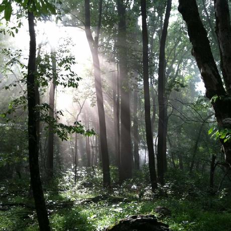 Forestgeo Ecosystems Climate Lab Scbi Github - Vintage Textures - Artistic Ultra HD Collection