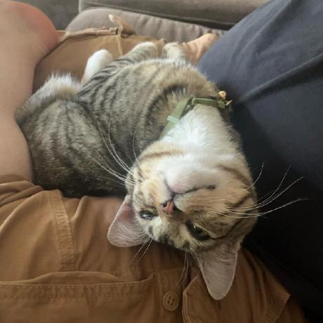 Pixelsmith Adam Blodgett Github - Professional Mobile Nature Patterns | Free Download