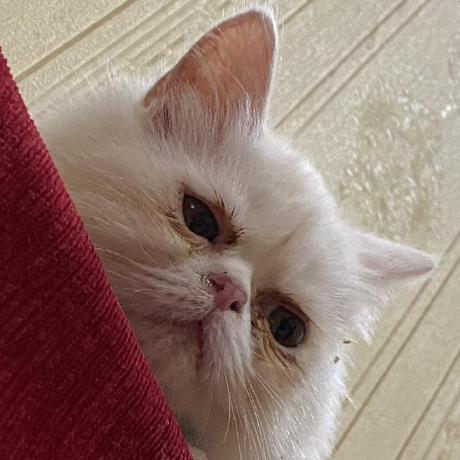 Kem It Kem It Github - Download Amazing Colorful Illustration | Desktop