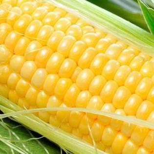 Gtihub Issue Issue 1 Cornworld Cornworld Github - Best Gradient Designs in Ultra HD