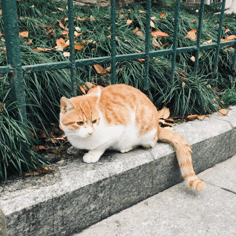 Arajo Hub Judy Github - Retina Light Backgrounds for Desktop