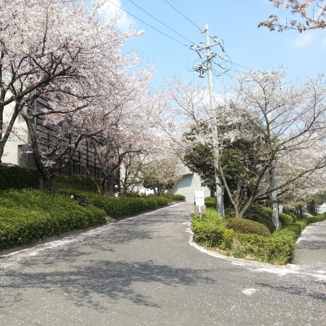 Dancarter Daniel Carter Github - Ultra HD Retina Sunset Backgrounds | Free Download