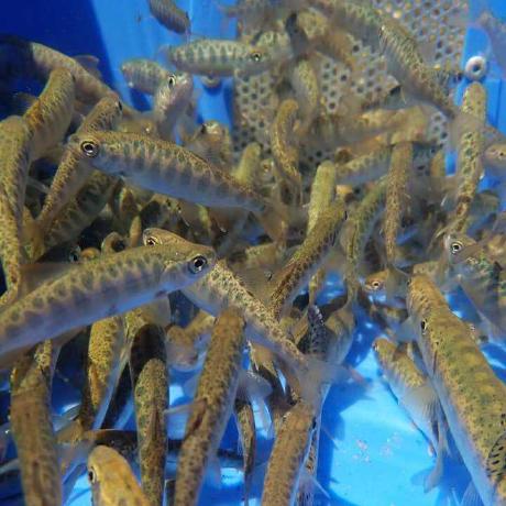 Helhum Helmut Hummel Github - Amazing Landscape Image - High Resolution