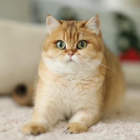 Github Laihaoran Ltml Mimic Cxr - High Quality Desktop City Patterns | Free Download