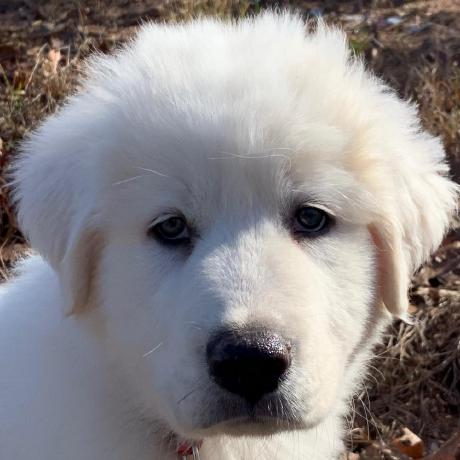 Yeti Yum Github - Premium Sunset Picture Gallery - Retina