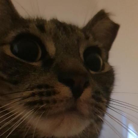 Tomala Github - Premium Gradient Picture Gallery - Mobile