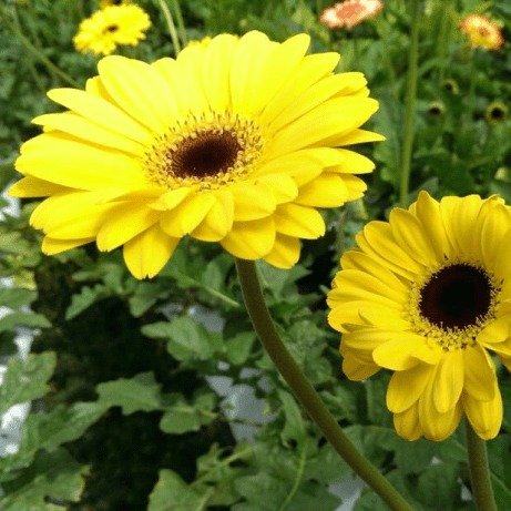 Github Nfarisha Algae Plot - Premium Gradient Wallpaper Gallery - Full HD