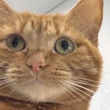 Github Chenjshnn Object Detection For Graphical User Interface - Space Wallpapers - Classic HD Collection