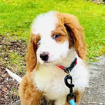 Nucleiotechnologies Nucleio Information Services Github - Creative Geometric Image - Mobile