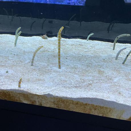 Senk001 Senk Github - Dark Designs - Perfect 8K Collection