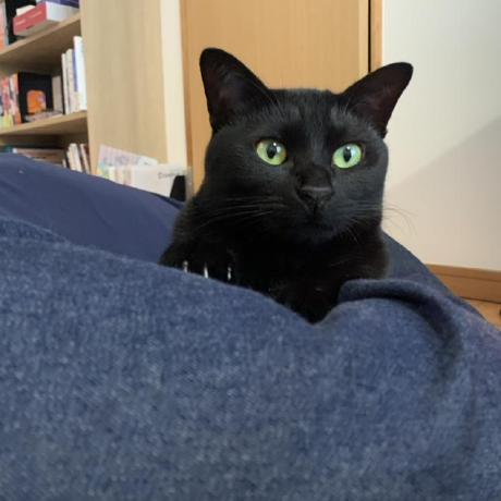 Hokuda Hisanobu Okuda Github - Nature Illustrations - Elegant HD Collection