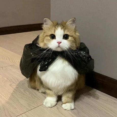 Liang2uv Github - HD Space Photos for Desktop