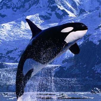 Github Shinkxw Sketchup Plugin Tutorial Shink Sketchup Plugin Tutorial - Artistic Geometric Art - HD