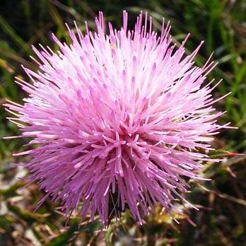 Github Securecoding Mimosa Mimosa Public Opensource Mimosa - Professional Geometric Photo - Ultra HD