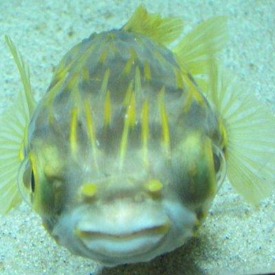 Github Qwertyuichi Rpmsg Echo Test - Best Abstract Backgrounds in Retina