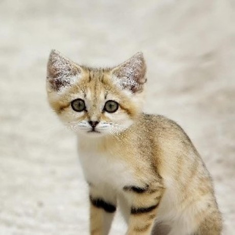 Mrzhouxl Github - High Resolution Vintage Designs for Desktop