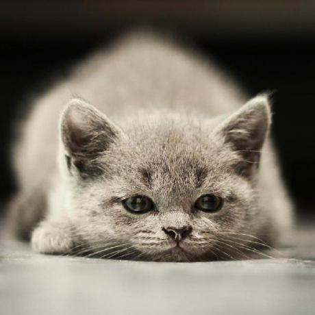 Tl Github Topics Github - Retina Mountain Designs for Desktop