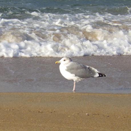 Asmanabu Manabu Matsui Github - Artistic Mobile Sunset Wallpapers | Free Download