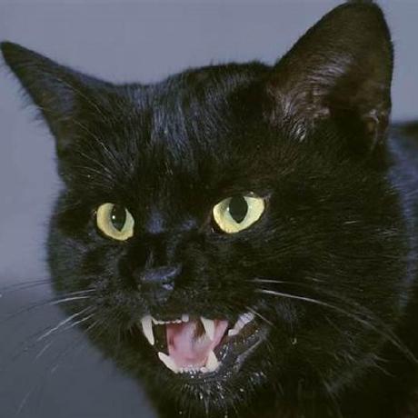 Geniusgordon Gordon Github - Premium Mountain Background Gallery - HD