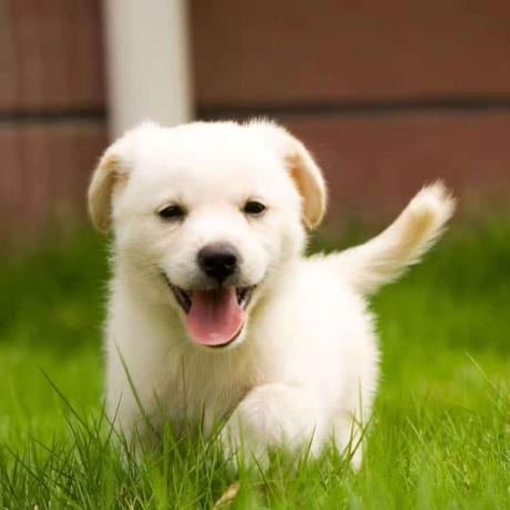 Shiquan Shiquan Github - Nature Wallpapers - Amazing Retina Collection