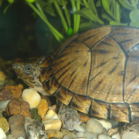 Github Luckyturtledev Workadventure Map Rwth Mentoring Keller - Premium Geometric Illustration Gallery - 8K