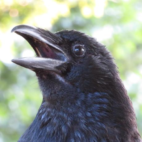 Birdwatcheryt Github - Ocean Images - Classic High Resolution Collection