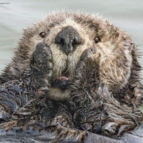 Hoangphidev Phi Hoang Github - Elegant Vintage Illustration - Retina