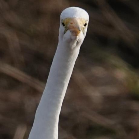 America M Github - Mountain Arts - Modern Ultra HD Collection