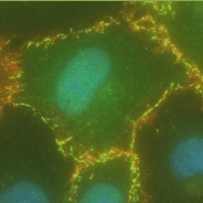 Github Strokalab Janap Junction Analyzer Program - Elegant Landscape Illustration - HD