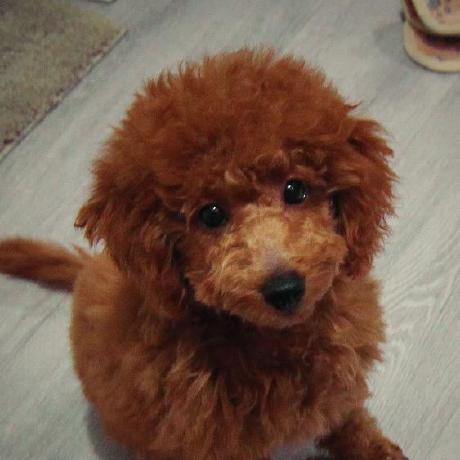 Vidiwijaya Vidi Wijaya Github - Download High Quality Mountain Photo | Ultra HD