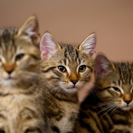 Christianmallma Christian Mallma Github - Dark Photos - Premium 8K Collection