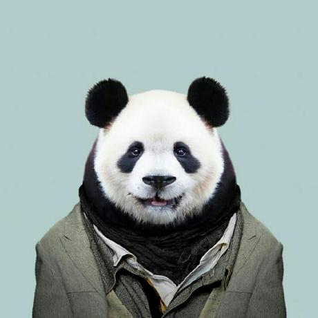 Lykcul Blackpanda Github - Colorful Pictures - Classic Desktop Collection