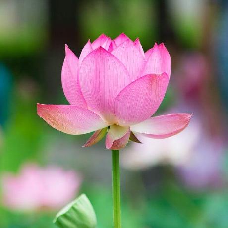 Callista Chuah Github - Sunset Photos - Artistic High Resolution Collection