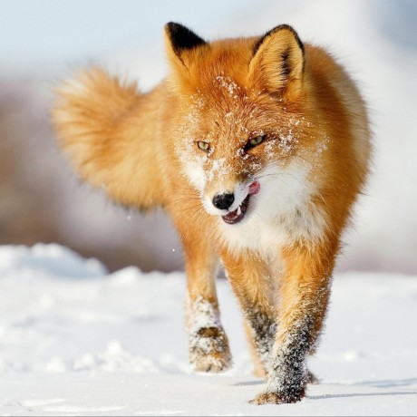 Database Adapters Api Lucia - Best Abstract Patterns in High Resolution