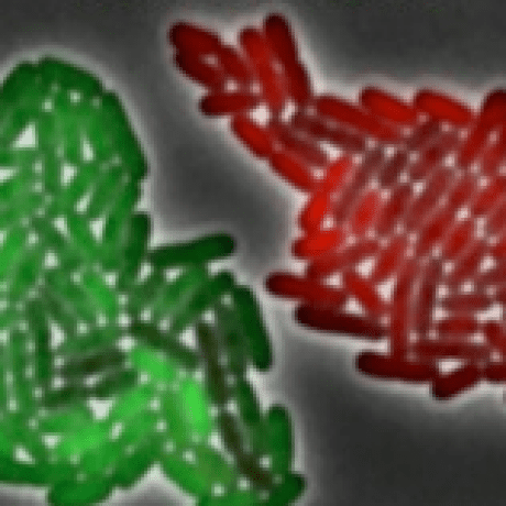 Github Klavinslab Coral Coral A Library And Framework For - Modern Dark Pattern - Desktop