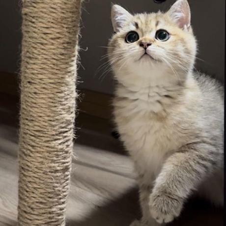 Github Leizhi Mydb - Professional Abstract Image - Full HD