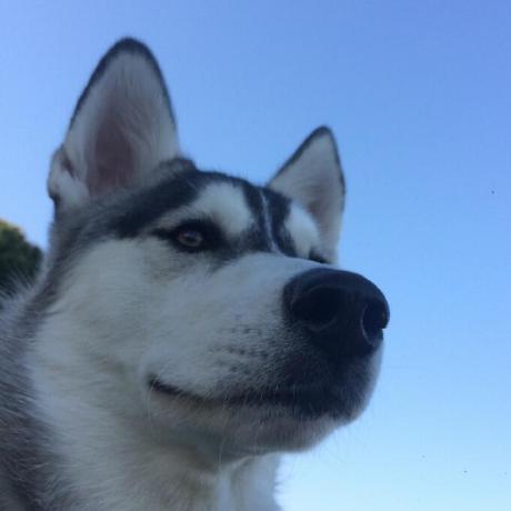 Yourit Youri Tolstoy Github - Download High Quality Vintage Pattern | Ultra HD