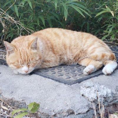 Github Dumingsen Heterogeneous Graph - Download Ultra HD Minimal Illustration | 4K