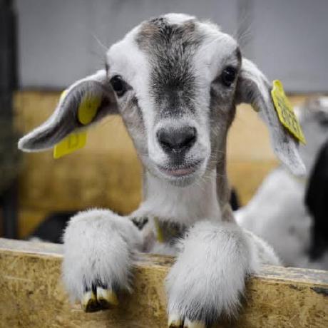 Bd Arfat Ariful Islam Github - Nature Picture Collection - Desktop Quality