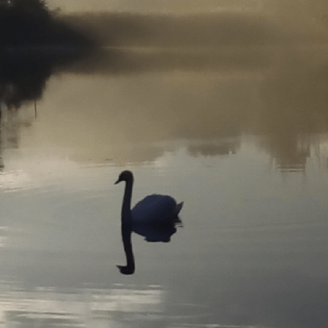 Lynette Boyd Github - Landscape Designs - Classic 4K Collection