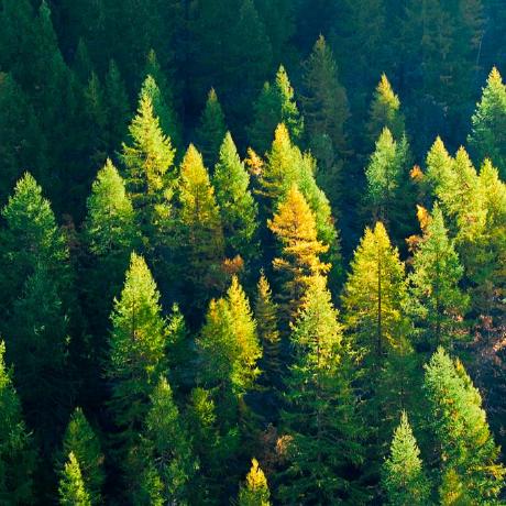 Berrio Github - Premium Nature Image - 8K