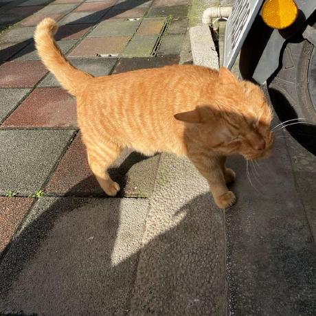 Github Arlenfuture Webgal Template Pack - Modern Vintage Picture - HD