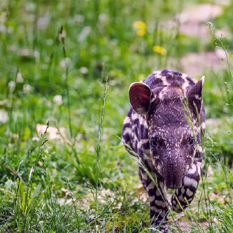 Github Jackwener Cs Awesome Courses - Premium Colorful Background Gallery - 8K