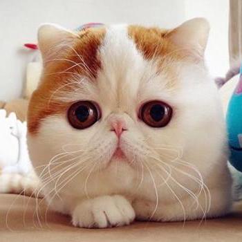 Li Keke Github - High Quality Geometric Design - Ultra HD