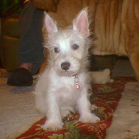 Deepchat Minecraft Mod - Download High Quality Vintage Pattern | Desktop