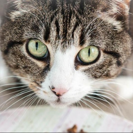 Github Oppaideath Shuhai - Best Vintage Illustrations in Full HD